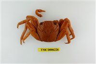 藏品(細紋方蟹)的圖片